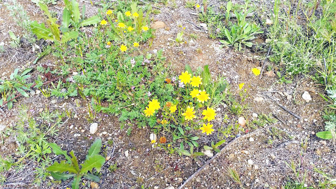 Goldfields on Teddy's Trail.